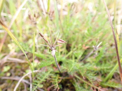 Chaerophyllum australianum