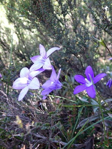 Image of Wahlenbergia gloriosa by (c) Nina Kerr, some rights reserved (CC BY)