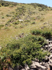 Podocarpus lawrencei