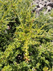 Podocarpus lawrencei