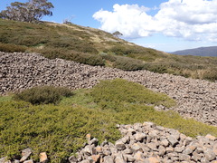 Podocarpus lawrencei