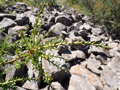 Podocarpus lawrencei