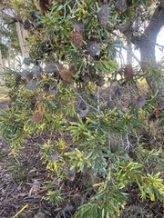 Banksia aemula