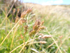 Australopyrum velutinum
