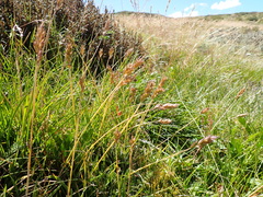 Australopyrum velutinum