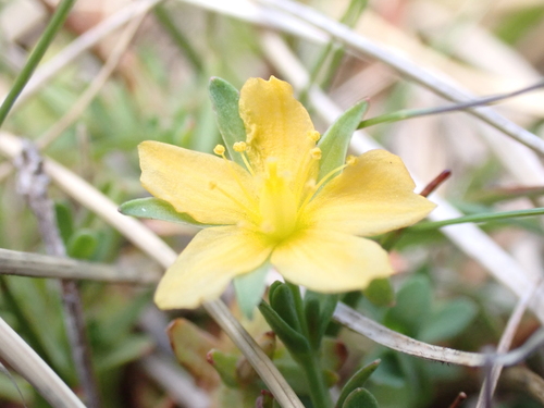 Hypericum japonicum (Hypericum japonicum)