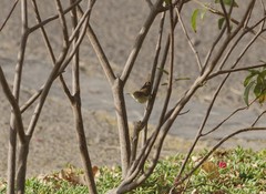 Acrocephalus scirpaceus