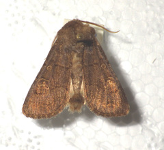 Tholera cespitis