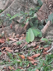 Thunbergia mysorensis