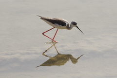 Himantopus himantopus