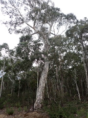 Eucalyptus mannifera