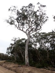 Eucalyptus mannifera
