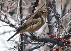 Phylloscopus sindianus