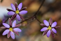Spergularia bocconei