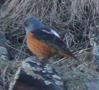 Skaliar pestrý (Monticola saxatilis)