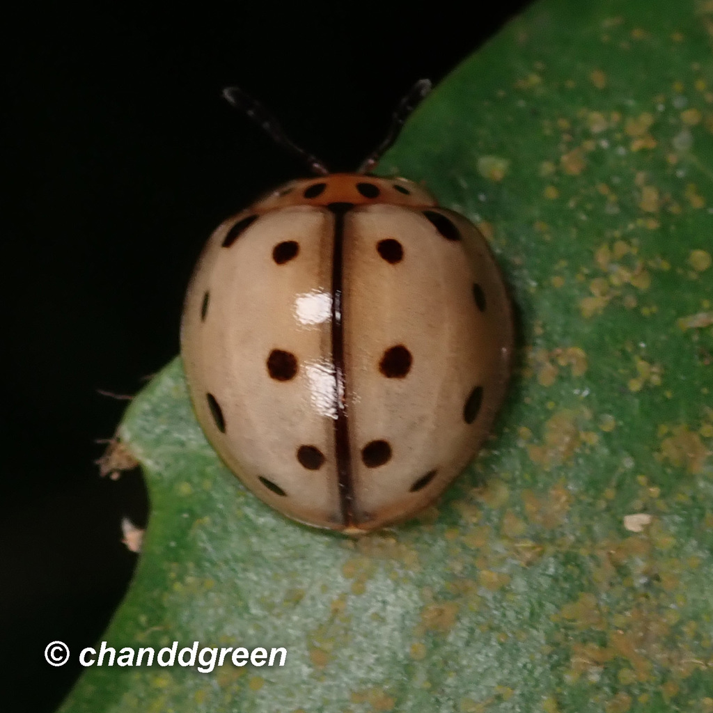 Cyclotoma