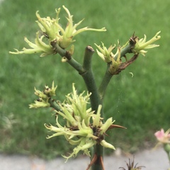 Rose rosette emaravirus