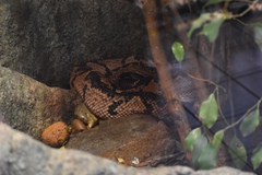 Lachesis melanocephala