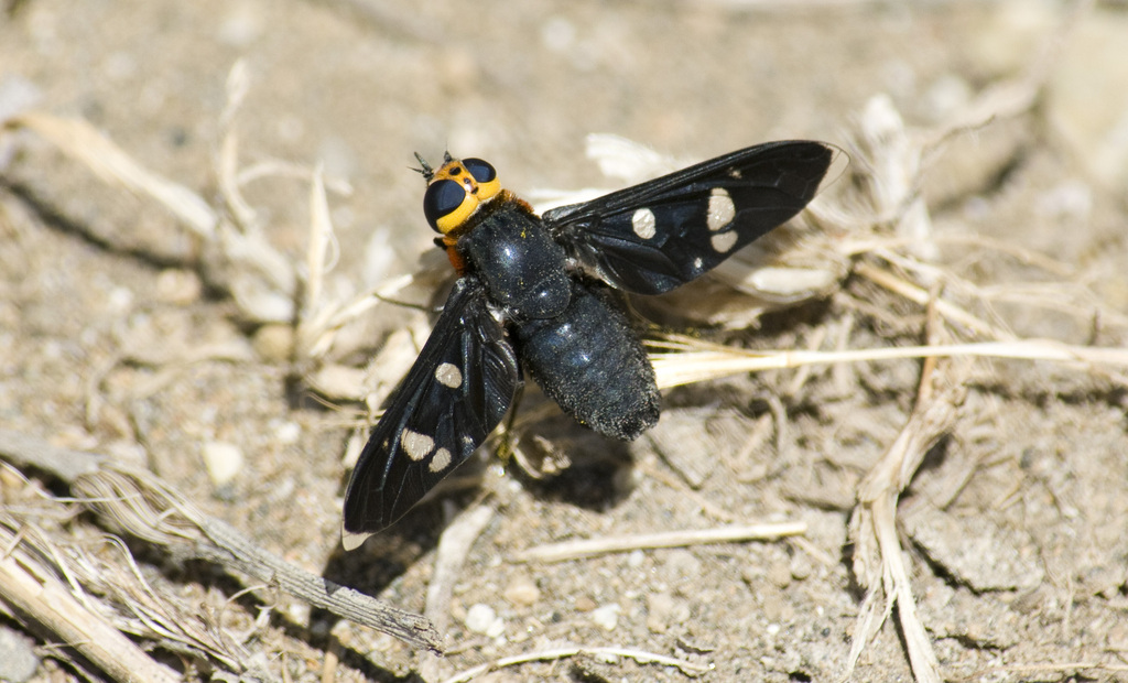 Hyperalonia morio