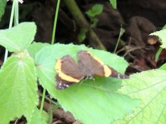 Vanessa dimorphica dimorphica