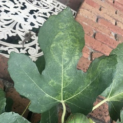 Fig mosaic emaravirus