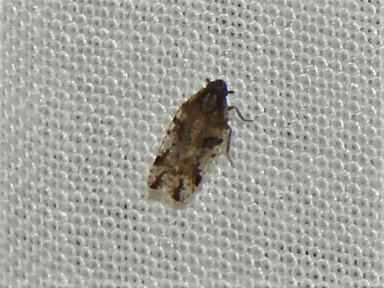 Cixiosoma bonaerense