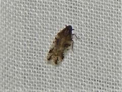 Cixiosoma bonaerense