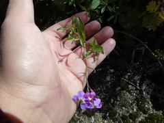 Malcolmia