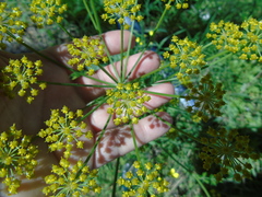 Leiotulus aureus