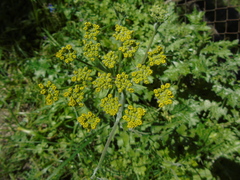 Leiotulus aureus
