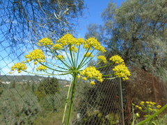 Leiotulus aureus