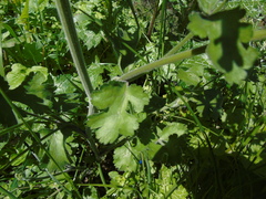 Leiotulus aureus