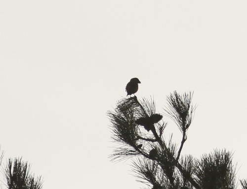 Parrot Crossbill (Loxia pytyopsittacus), photo 6