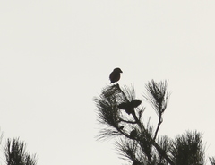 Loxia pytyopsittacus