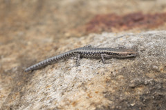 Cryptoblepharus litoralis