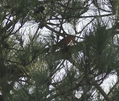Loxia pytyopsittacus