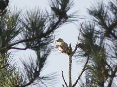 Loxia pytyopsittacus