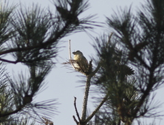 Loxia pytyopsittacus