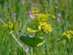 Smyrnium perfoliatum rotundifolium