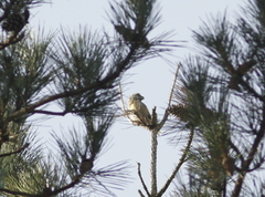 Loxia pytyopsittacus