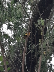 Oriolus chinensis maculatus