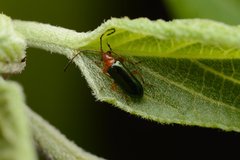 Haplosomoides chengi