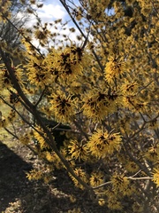 Hamamelis vernalis