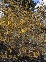 Hamamelis vernalis