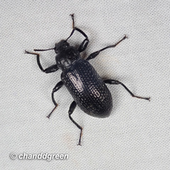 Derosphaerus sinensis