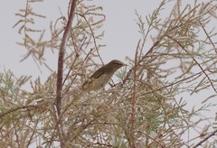 Phylloscopus orientalis