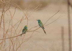 Merops cyanophrys cyanophrys