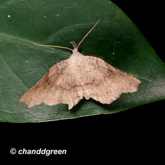 Throana pectinifer