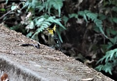 Machlolophus spilonotus