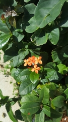 Ixora chinensis